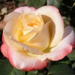 Belle Perle / Bella Perla  (Бель Перл)